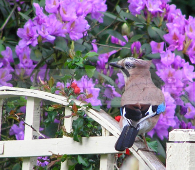 Сойка в моем саду (Garrulus glandarius). Птицы в саду