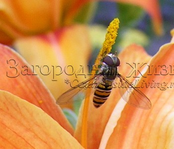 Полезные журчалки внешне напоминают пчел и помогают бороться с тлей
