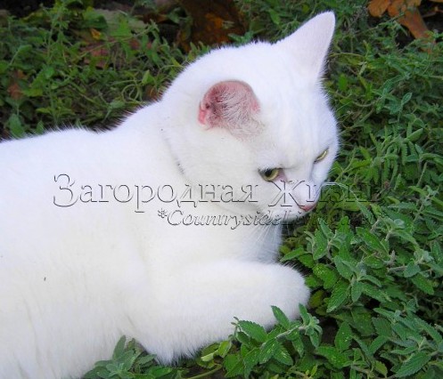 Наша кошка Мисси в зарослях кошачьей мяты, котовника (Nepeta cataria)
