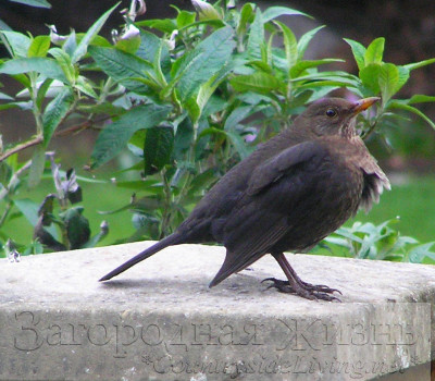 Самка черного дрозда (Turdus merula). Птицы в саду