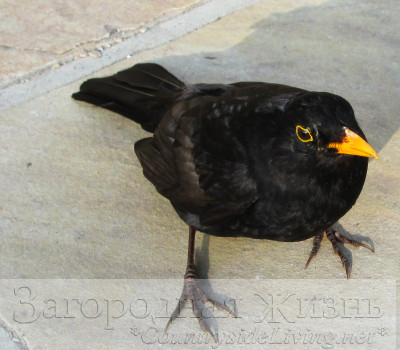 Самец черного дрозда (Turdus merula). Птицы в саду
