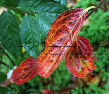 Листья хурмы краснеют осенью