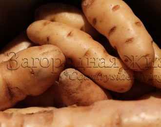 Картофель сорта Аня (Anya), детерминантный. Наш урожай