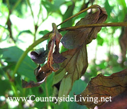 Серая гниль пиона (пионная гниль). Peony wilt, Botrytis paeoniae