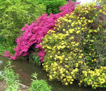 Азалии в Ботаническом саду Уизли, г-во Суррей, Англия