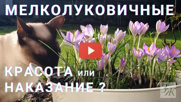 Мелкие весенние луковичные цветы на участке. Названия, фото. Плюсы и минусы. Посадка луковичных: клумба, газон, альпинарий, цветник, натурализация. Видео ЗАГОРОДНОЙ ЖИЗНИ Мелкие весенние луковичные цветы на участке. Названия, фото. Плюсы и минусы. Посадка луковичных: клумба, газон, альпинарий, цветник, натурализация. Видео ЗАГОРОДНОЙ ЖИЗНИ