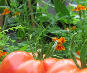 Бархатцы (тагетес) положительно влияют на томаты, отпугивая вредителей