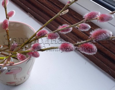 Букет вербы розовой Маунт Асо (японская ива Гора Асо, Salix chaenomeloides / gracilistyla Mount Aso).