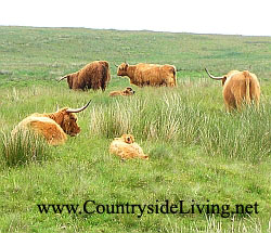 Органическое земледелие. Organic. Шотландская сельская идилия - горные коровы на выпасе