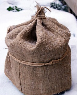 Укрытие роз на зиму. Колпак из мешковины Укрытие роз на зиму. Колпак из мешковины