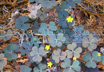 Сорняк растение кислица рожковая (Oxalis corniculata). Предпочитает щелочные почвы Сорняк растение кислица рожковая (Oxalis corniculata). Предпочитает щелочные почвы