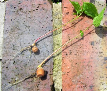 Сорняки: проросшие желуди дуба Сорняки: проросшие желуди дуба