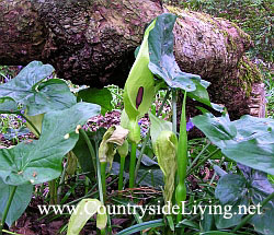 Лизихитон (Lysichiton) в естественном диком саду весной Лизихитон (Lysichiton) в естественном диком саду весной