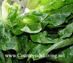 Салат листовой Ромэн - один из самых лучших салатов, используется в рецепте салата 'Цезарь'