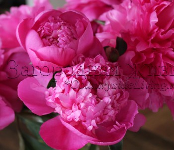 Розовый пион 'Букет Перфект' (Bouquet Perfect) в срезке в вазе