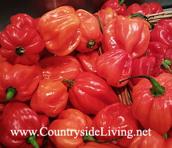 Красный острый перец, перец чили "Скотч боннет" (Scotch Bonnet) - один из самых острых в мире Красный острый перец, перец чили "Скотч боннет" (Scotch Bonnet) - один из самых острых в мире