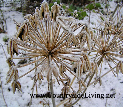 Агапантус: засохшие семенные головки в снегу, декабрь. Сад зимой
