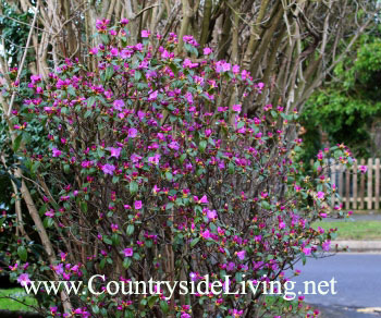 Зимнецветущая азалия (Rhododendron Praecox) в палисаднике, март Зимнецветущая азалия (Rhododendron Praecox) в палисаднике, март