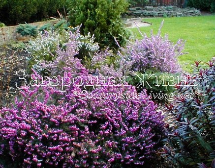 Цветущие верески эрики. Мой сад, февраль 2003 г.