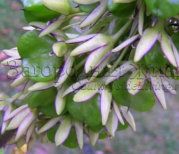 Эукомис двуцветный (эвкомис, цветок-ананас, Eucomis bicolor) в моем саду. Созревание семян Эукомис двуцветный (эвкомис, цветок-ананас, Eucomis bicolor) в моем саду. Созревание семян