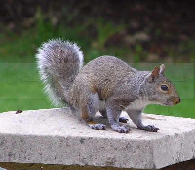 Серая белка (Sciurus carolinensis) у нас в саду