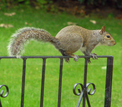 Серая белка (Sciurus carolinensis) у нас в саду