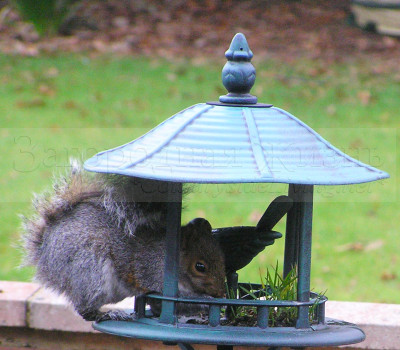 Серая белка (Sciurus carolinensis) ворует корм из очередной птичьей кормушки у нас в саду