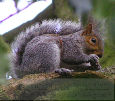 Серая белка (Sciurus carolinensis) у нас в саду