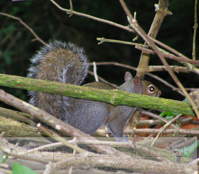 Серая белка (Sciurus carolinensis)