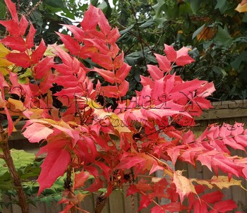 Магония интермедия, цвет листьев в ноябре