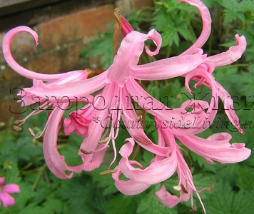 Нерина (Nerine) у меня в саду Нерина (Nerine) у меня в саду