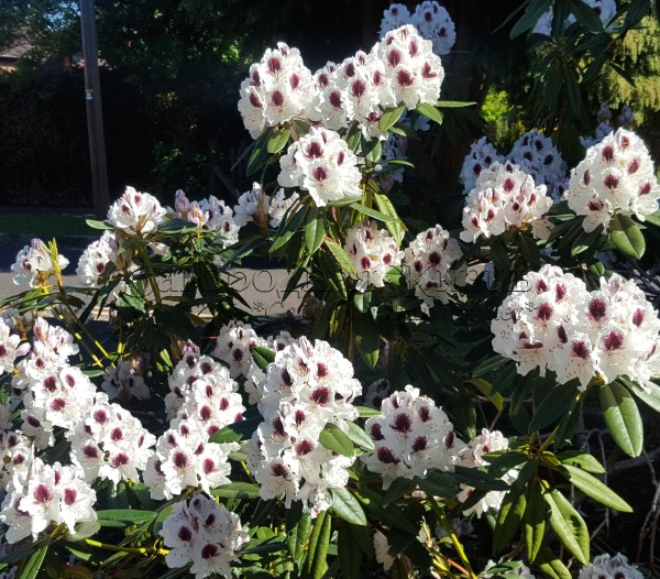 Рододендрон Сафо, пышное цветение Рододендрон Сафо, пышное цветение