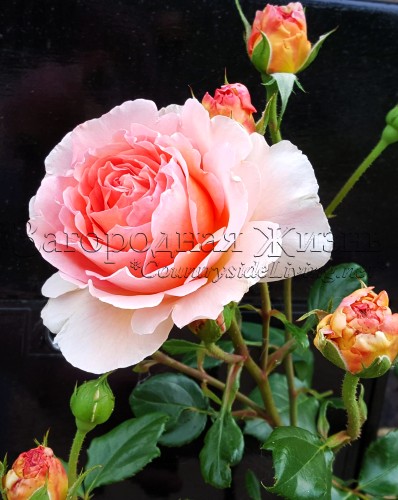 Фото. Абрахам Дерби (английская роза, роза Остина). Цветок