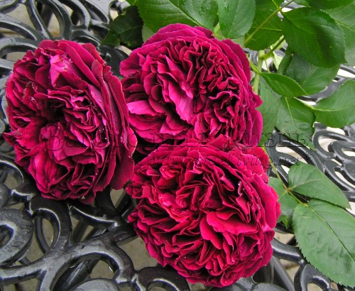 Остинки - лучшие розы для домашнего производства розовой воды. Английская роза Фальстаф (Rosa Falstaff)