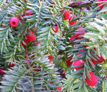 Тисс ягодный в моем саду (Taxus baccata)