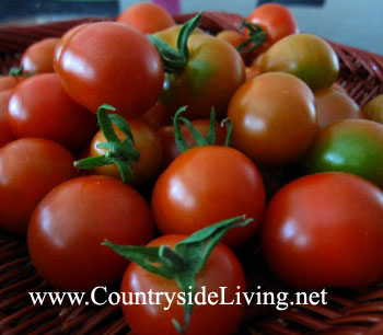 Томат Gardener's Delight (Гарденерс Делайт), вкусный старинный сорт помидоров Томат Gardener's Delight (Гарденерс Делайт), вкусный старинный сорт помидоров
