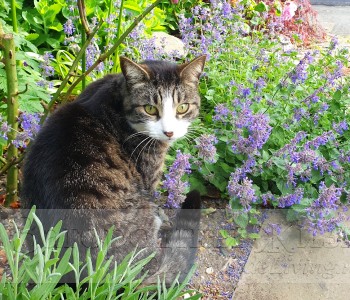 Кошачья мята, котовник (Nepeta cataria) Кошачья мята, котовник (Nepeta cataria)