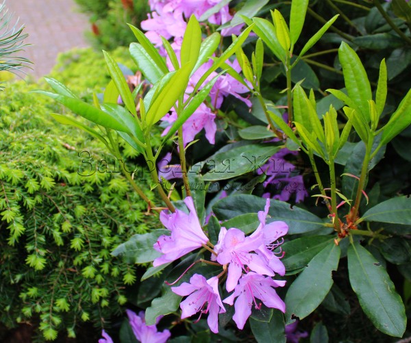 Рододендрон понтийский лиловый в моем саду (Rhododendron ponticum) Рододендрон понтийский лиловый в моем саду (Rhododendron ponticum)