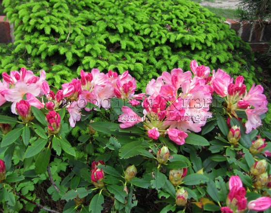 Рододендрон розовый 'Перси Вайcман' в моем саду
