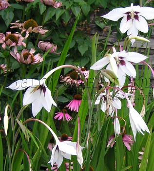 Ацидантера (Acidanthera) Ацидантера (Acidanthera)