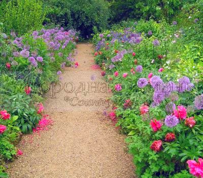 Аллиум (алиум, декоративный лук) в неформальном оформлении садовой дорожки. Знаменитый (лучший в мире?) сад Hidcote Manor, Англия
