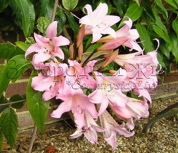 Лилия амариллис белладонна (Amaryllis belladonna)