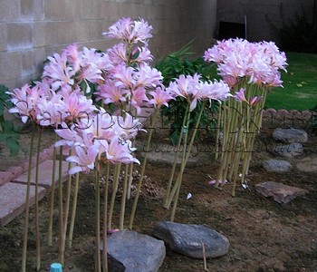 Лилия Амариллис белладонна (Amaryllis Belladonna) - 'голая женщина' Лилия Амариллис белладонна (Amaryllis Belladonna) - 'голая женщина'