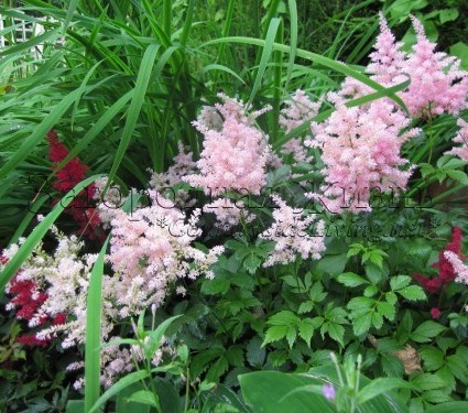 Теневыносливые и тенелюбивые цветы и растения, тенистый сад: астильба
