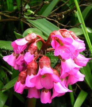 Цветы бадана, сорт Reitheim Цветок бадана вблизи