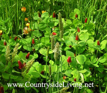 Сорняк (растение) клевер красный (Trifolium incarnatum). Цветочная выставка Челси-2005 Сорняк (растение) клевер мясо-красный (Trifolium incarnatum). Цветочная выставка Челси-2005
