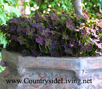 Клевер ползучий пурпурный четырехлистный как элемент садового дизайна на цветочной выставке Челси-2007. Trifolium repens Purpurascens Quadrifolium 'Dark Dancer'