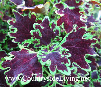 Колеус 'Piasca Ruby' (Coleus, Solenostemon) Колеус 'Piasca Ruby' (Coleus, Solenostemon)