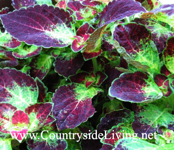 Колеус Колеус 'Pink Devil' (Coleus, Solenostemon)