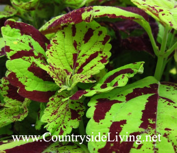Колеус 'Speckles' (Coleus, Solenostemon) Колеус 'Speckles' (Coleus, Solenostemon)